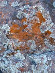 Ridge Lichen