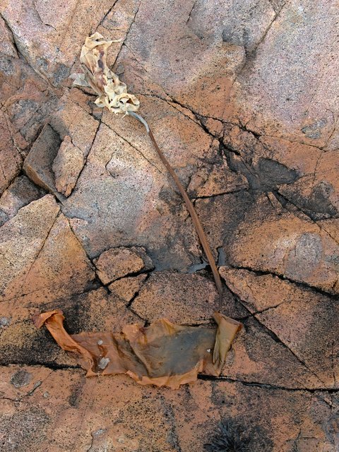Kelp Cracks