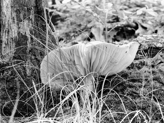 Laurel Mushroom