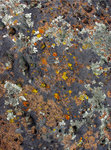 Lava Lichen